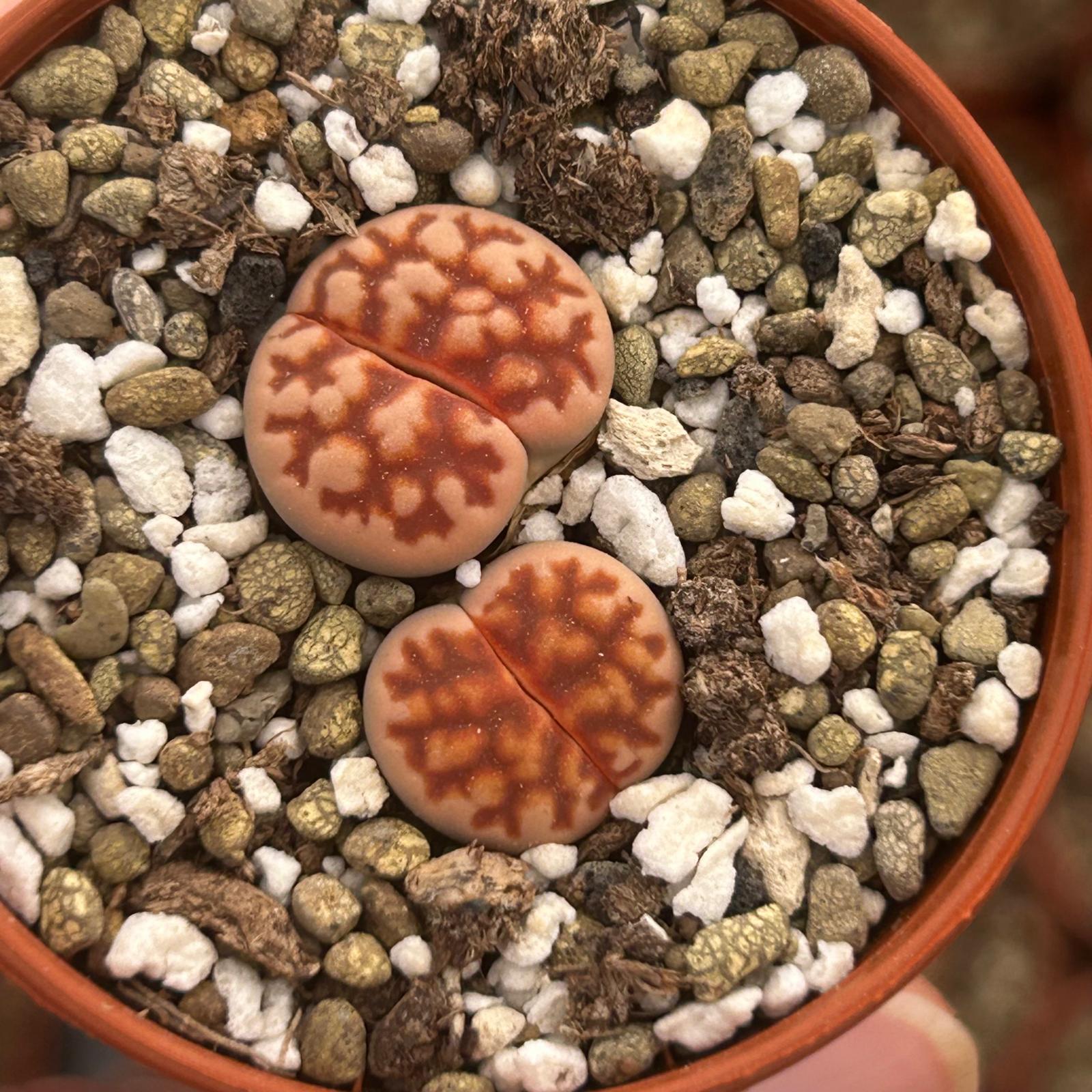 Miniatura Extra